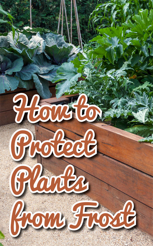 How to Protect Plants from Frost Countryside